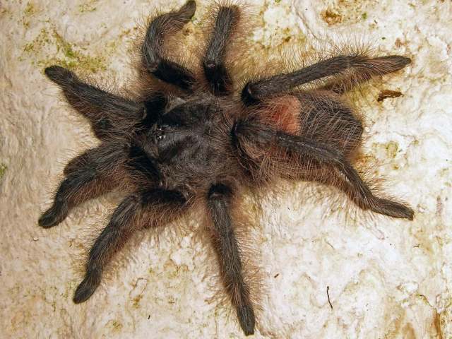 Hemirrhagus sp., female, Mexico. (Photo - J. Mendoza)