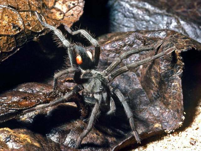 Hemirrhagus sp., female, Oaxaca, Mexico. (Photo - B. Lamar)