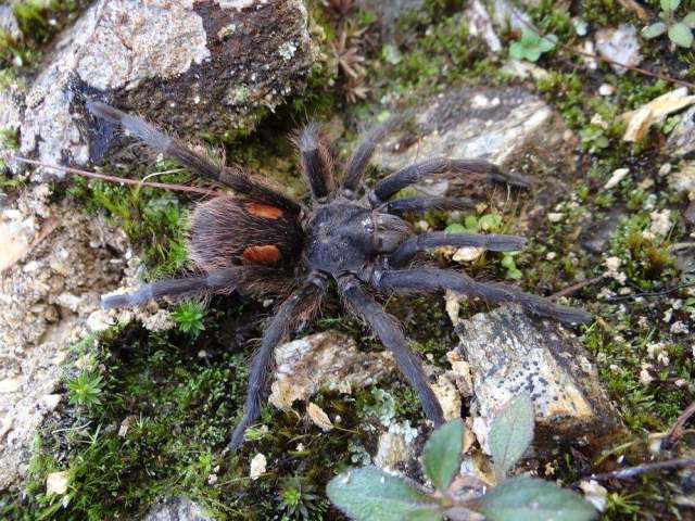 Hemirrhagus sp., female, Oaxaca State, Mexico. (Photo - T. Burkhardt)