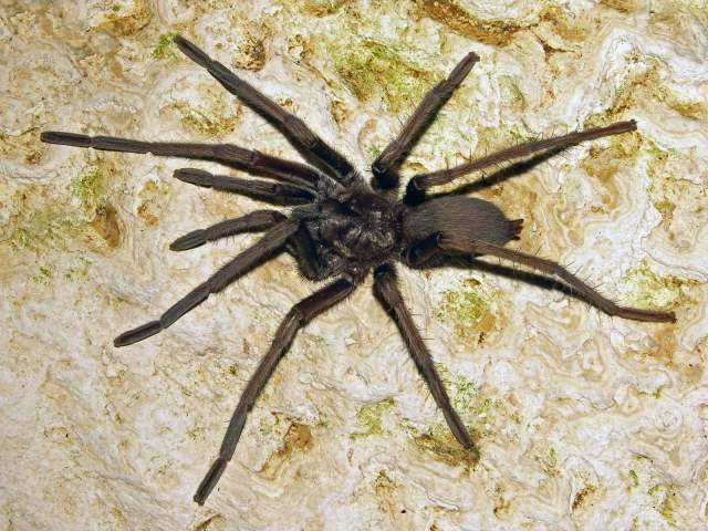 Hemirrhagus sprousei Mendoza & Francke, 2018, female (dark morph), Oaxaca, Mexico