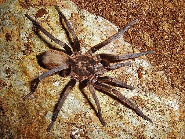 Hemirrhagus valdezi Mendoza 2014, female, Guerrero, Mexico. (Photo - J. Mendoza)