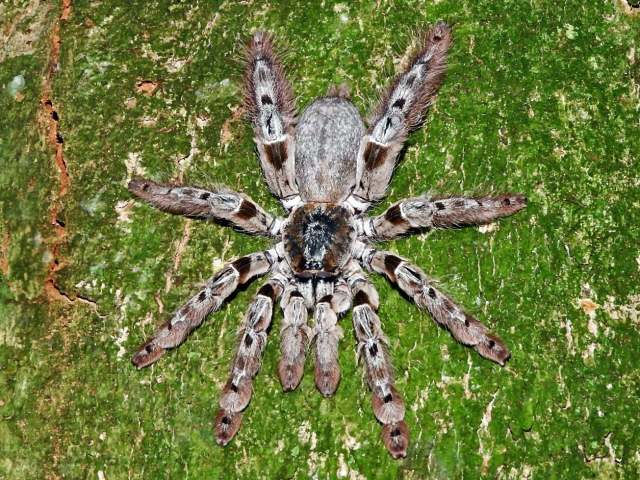 Heteroscodra cf crassipes Hirst, 1907, female, Democratic Republic of Congo, Africa. (Photo - D. Violette)