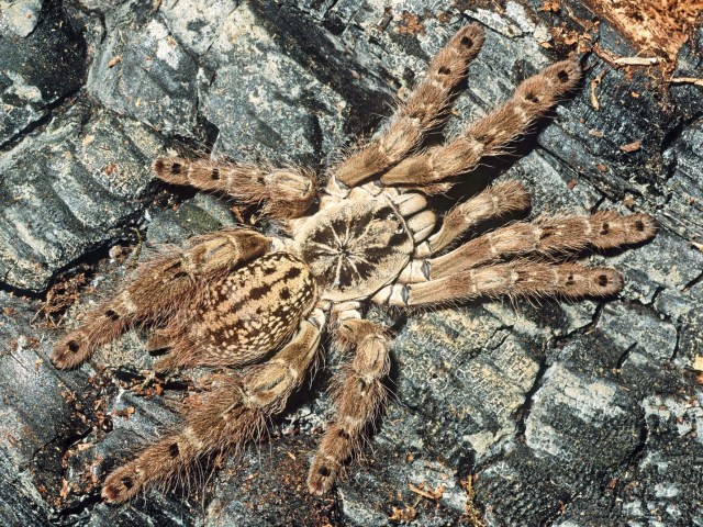 Heteroscodra maculata Pocock, 1900, female, Ghana, West Africa