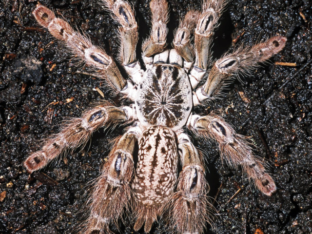 Heteroscodra maculata Pocock, 1900, female, Togo, West Africa