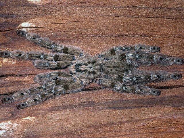 Heteroscodra maculata Pocock, 1900, male, Togo, West Africa