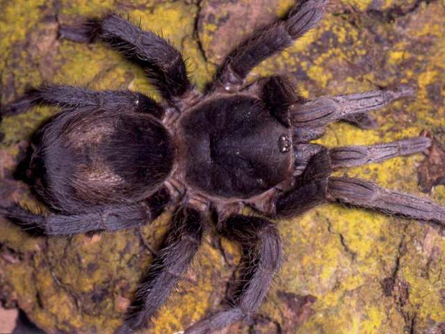 Homoeomma montanum (Mello-Leit∆o, 1923), female (pre-molt), Brazil. (Photo - R. Bertani)