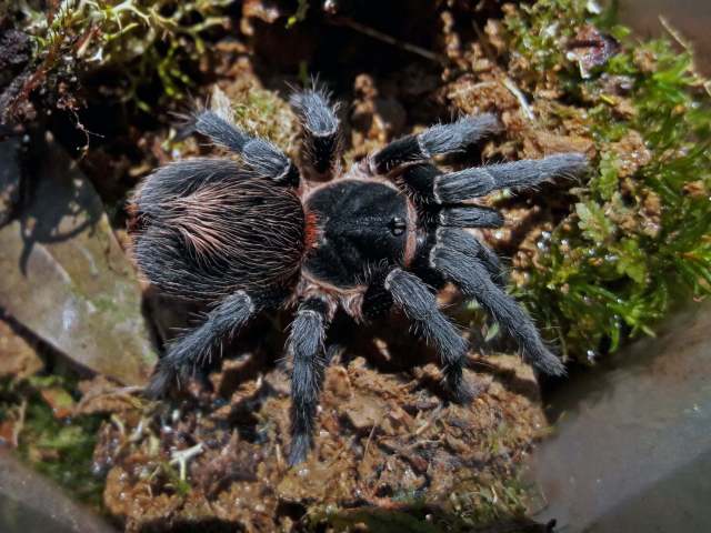 Homoeomma montanum, female, State of Rio de Janeiro, Brazil. (Photo - V. Ghirotto)