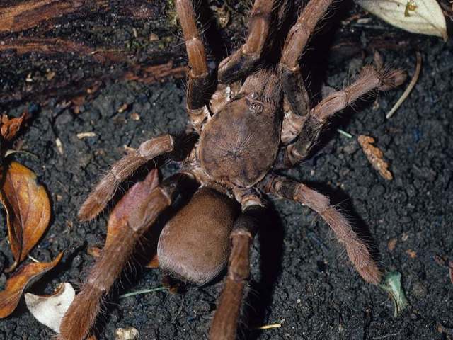 Hysterocrates apostolicus Pocock 1900, female, Sao Tome Island, West Africa