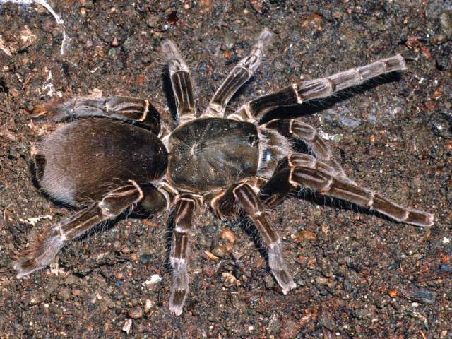 Hysterocrates cf hercules Pocock, 1900, female, NE. Nigeria
