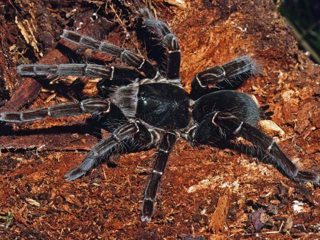 Hysterocrates cf laticeps Pocock, 1897, female, Cameroon, West Africa