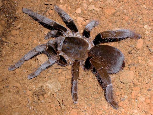 Hysterocrates crassipes Pocock 1897, female, Bangangte, Cameroon