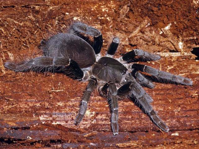 Hysterocrates ederi Charpentier, 1995, female, Bioko Island, West Africa
