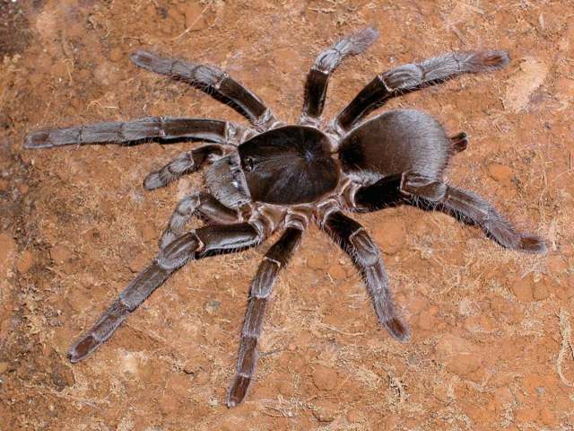 Hysterocrates gigas Pocock, 1897, female, Bafut, Cameroon, West Africa