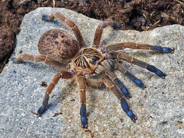 Idiothele mira Gallon, 2010, female, South Africa. (Photo - G. Sposato)