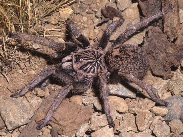 Idiothele nigrofulva (Pocock 1898), female, Republic of South Africa