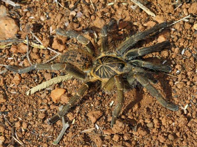 Idiothele nigrofulva (Pocock 1898), female, South Africa. (Photo - L. Kemp)