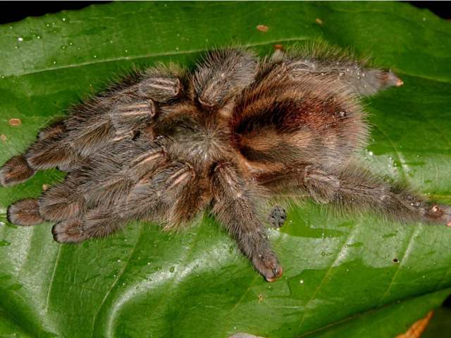 Iridopelma hirsutum Pocock, 1901, female, Brazil. (Photo - R. Bertani)