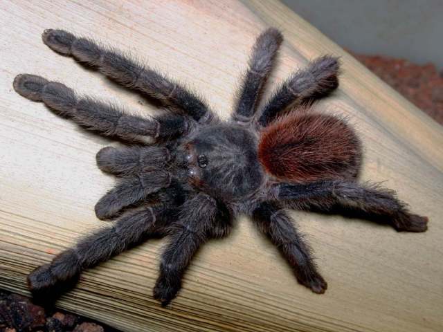 Iridopelma katiae Bertani, 2012, female, Brazil. (Photo - R. Bertani)