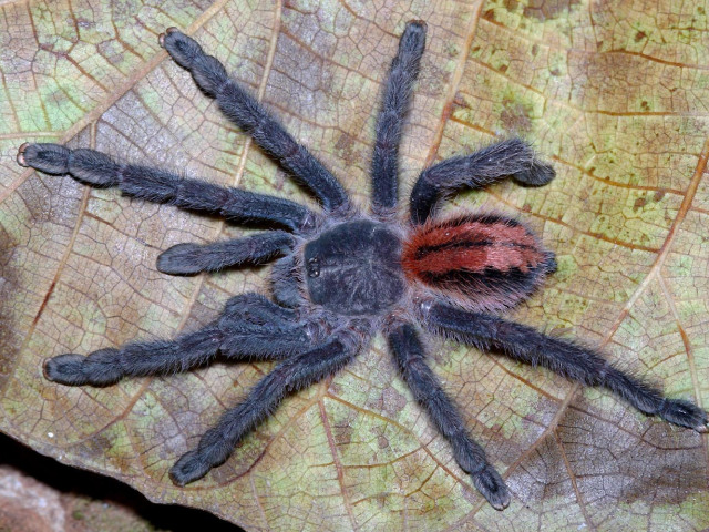 Iridopelma katiae Bertani, 2012, subadult female, Brazil. (Photo - R. Bertani)