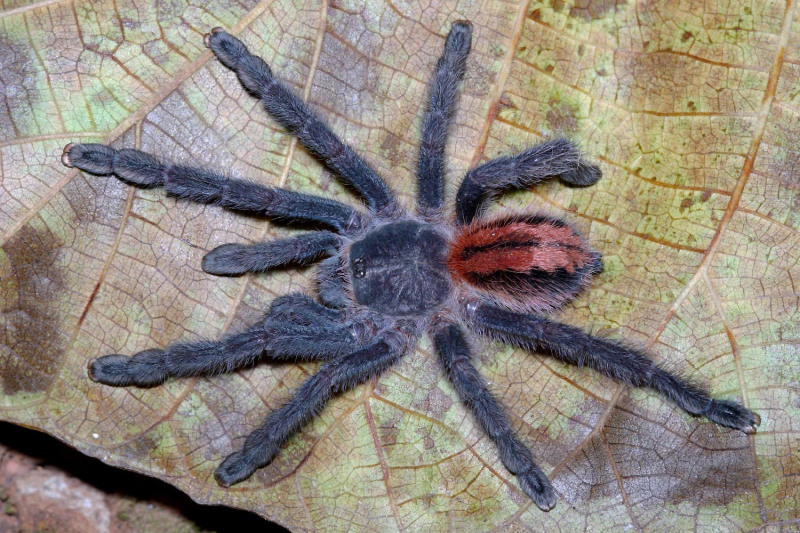 Iridopelma katiae Bertani, 2012, subadult female, Brazil. (Photo - R. Bertani)