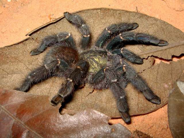 Iridopelma marco Bertani, 2012, female, Brazil. (Photo - M. A. de Freitasi)