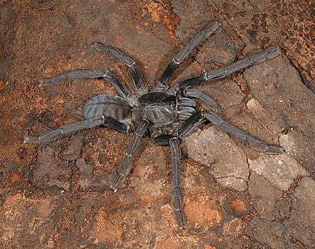 Lampropelma carpenteri (Smith & Jacobi, 2015), female, n. Sulawesi. (Photo - A. Seah)