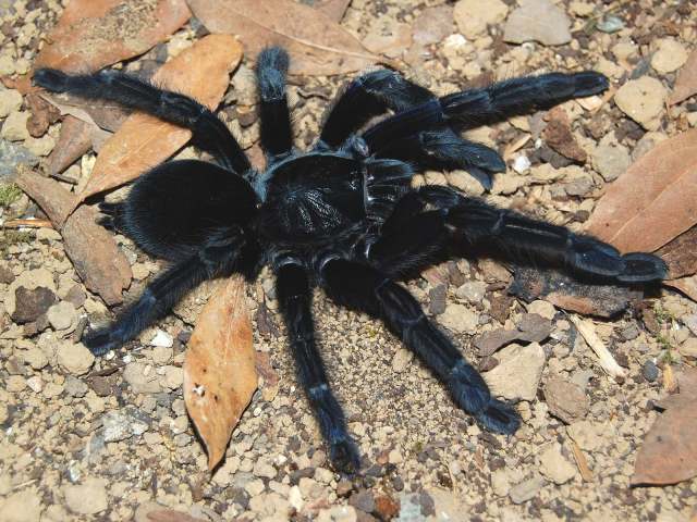 Lampropelma nigerrimum Simon, 1892, female, Sangir Island, Indonesia. (Photo - F. Cleton)