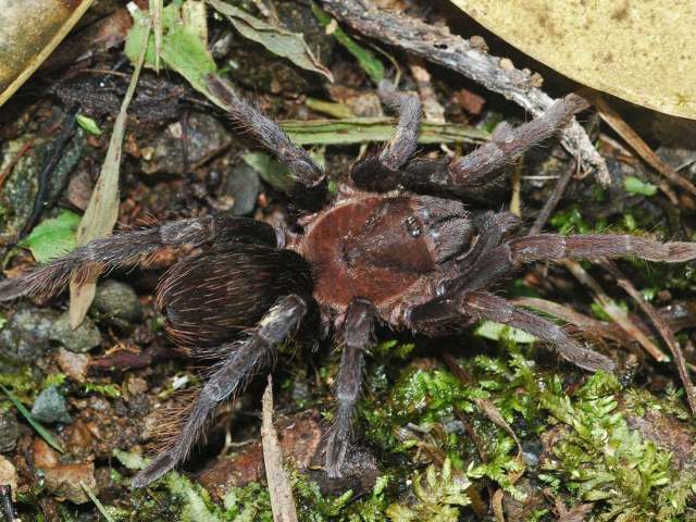 Lasiodora carinata (Valerio, 1980), female, Osa Peninsula, Costa Rica. (Photo - T. Mason)