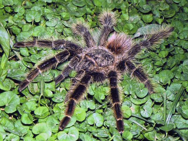 Lasiodora klugi (C. L. Koch, 1841), female, Brazil. (Photo - I. Sazima)