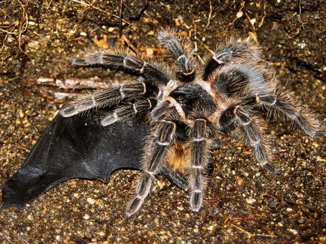 Lasiodora parahybana Mello-Leitao 1917, female, eating a bat, ne. Brazil