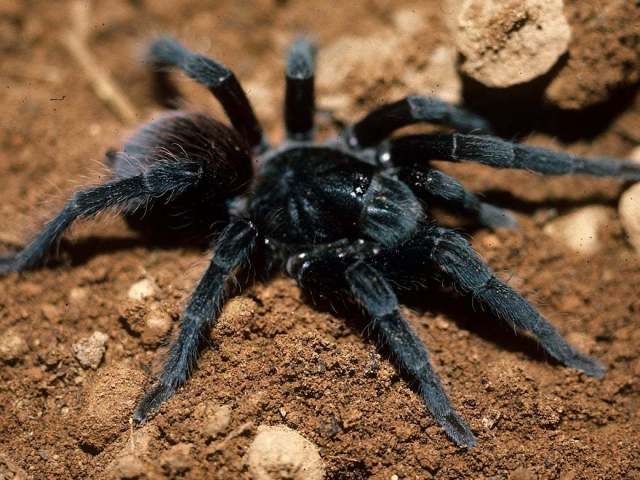 Lasiodora puriscal (Valerio 1980), female, Costa Rica