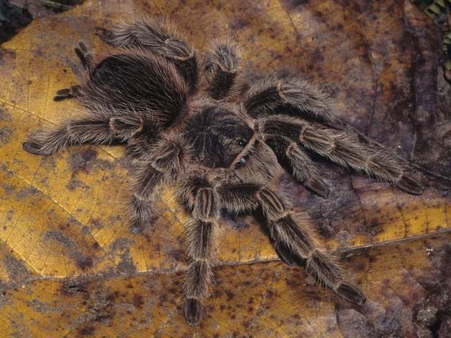 Lasiodora subcanens Mello-Leit∆o, 1921, female, Brazil