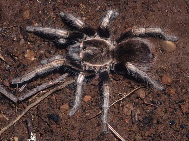 Lasiodorides polycuspulatus Schmidt & Bischoff 1997, female, Peru