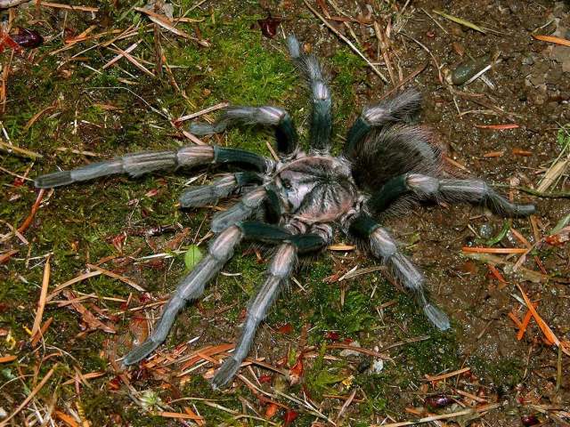 Lasiodorides polycuspulatus Schmidt & Bischoff 1997, male, Peru