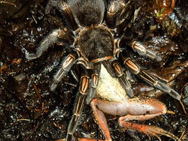 Lasiodorides striatus (Schmidt & Antonelli 1996), female, eating a frog, Peru