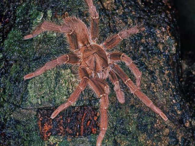 Loxomphalia cf rubida (Simon, 1889), male, Tanzania, East Africa. (Photo - P. Freed)