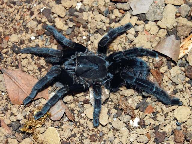 Lyrognathus crotalus Pocock, 1895, female (regenerated right rear leg, post-molt), Assam, India, (Photo - J-M. Verdez & F. Cleton)