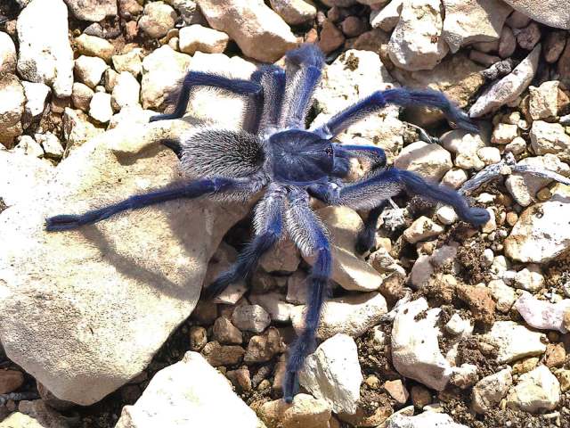 Monocentropus balfouri Pocock, 1897, male 'in situ', Socotra Island, Yemen. (Photo - P. Hanacek)