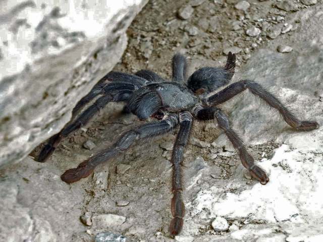 Monocentropus cf longimanus Pocock, 1903, female, sw. Sultanate of Oman. (Photo - M. Brigitte)