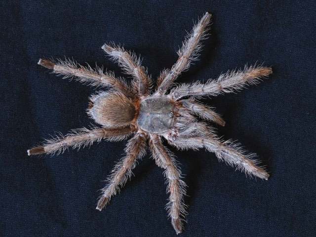 Monocentropus lambertoni Fage 1922, female, Madagascar.