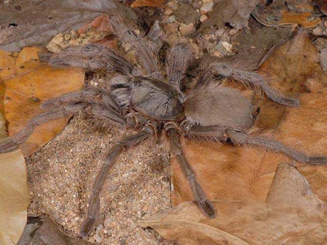 Monocentropus lambertoni Fage, 1922, female 'in situ', ne. Madagascar. (Photo - O. Pronk)