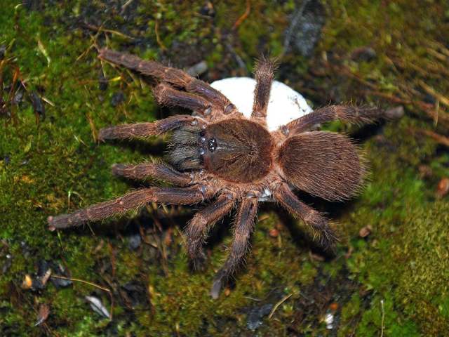 Neischnocolus amazonicus (Jimenez & Bertani, 2008), female with eggsac, Colombia, (Photo - E. Ythier) Neischnocolus amazonicus (Jimenez & Bertani, 2008), female with eggsac, Colombia, (Photo - E. Ythier)