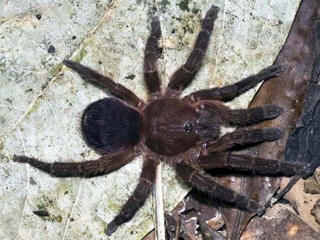 Neischnocolus sp., female, Loreto, Peru. (Photo - B. Lamar)