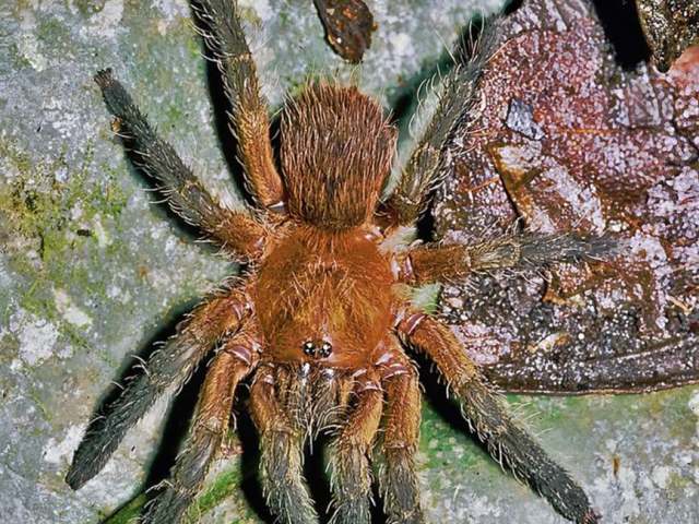 Neischnocolus yupanquii (Perez-Miles et al., 2008), female, Loreto, Peru, (Photo - S. Kirkpatrick)