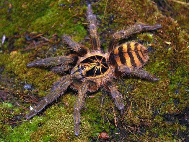 Neoholothele fasciaaurinigra Guadanucci & Weinmann, 2015, female,  Colombia. (Photo - E. Ythier)