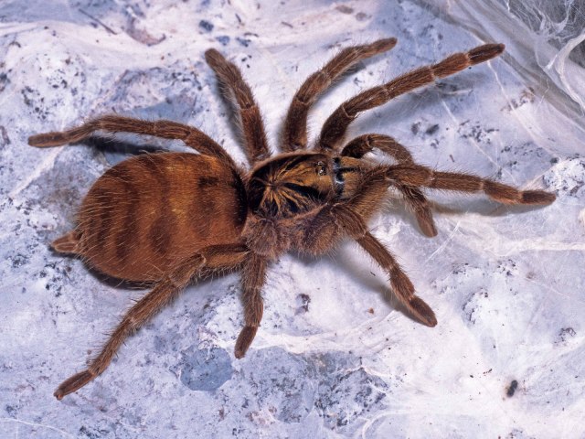 Neoholothele incei (F. O. P. Cambridge, 1898), female, Trinidad Island, West Indies