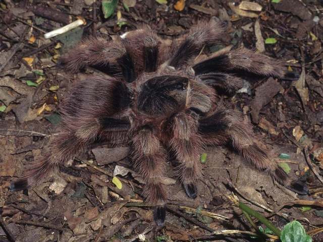 Nhandu tripepii (Dresco, 1984), female [dark morphotype], Brazil