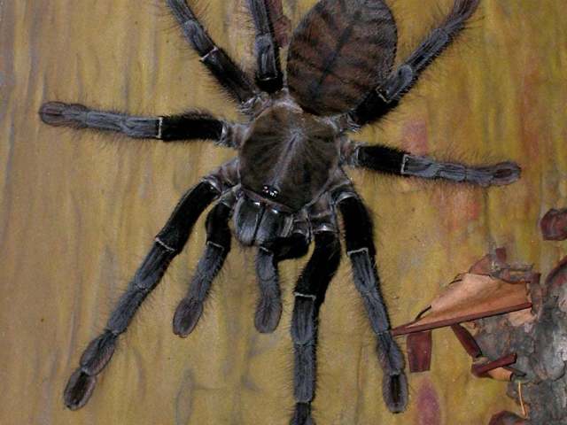 Omothymus schioedtei Thorell, 1891, female, (dark morph, premoult), West Malaysia