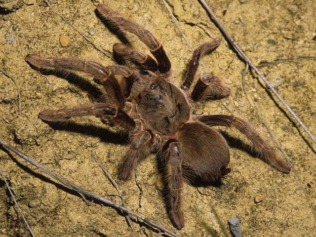 Phoneyusa rutilata (Simon 1907), female [pre-molt], Mali