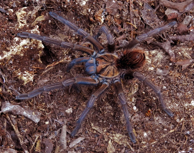 Phormictopus sp.3, female [note blue chelicerae and ventral femora], s